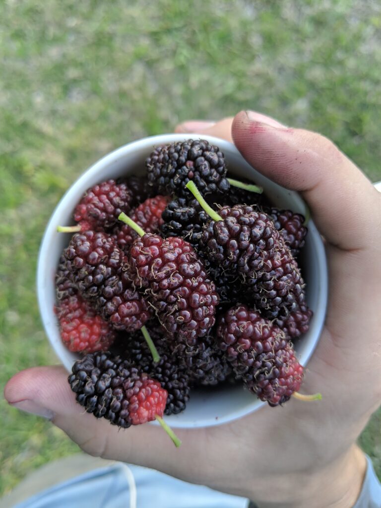 A hand holding a white bowl full of dark ripe mulberries picked from the mulberry tree on Shellmate Island