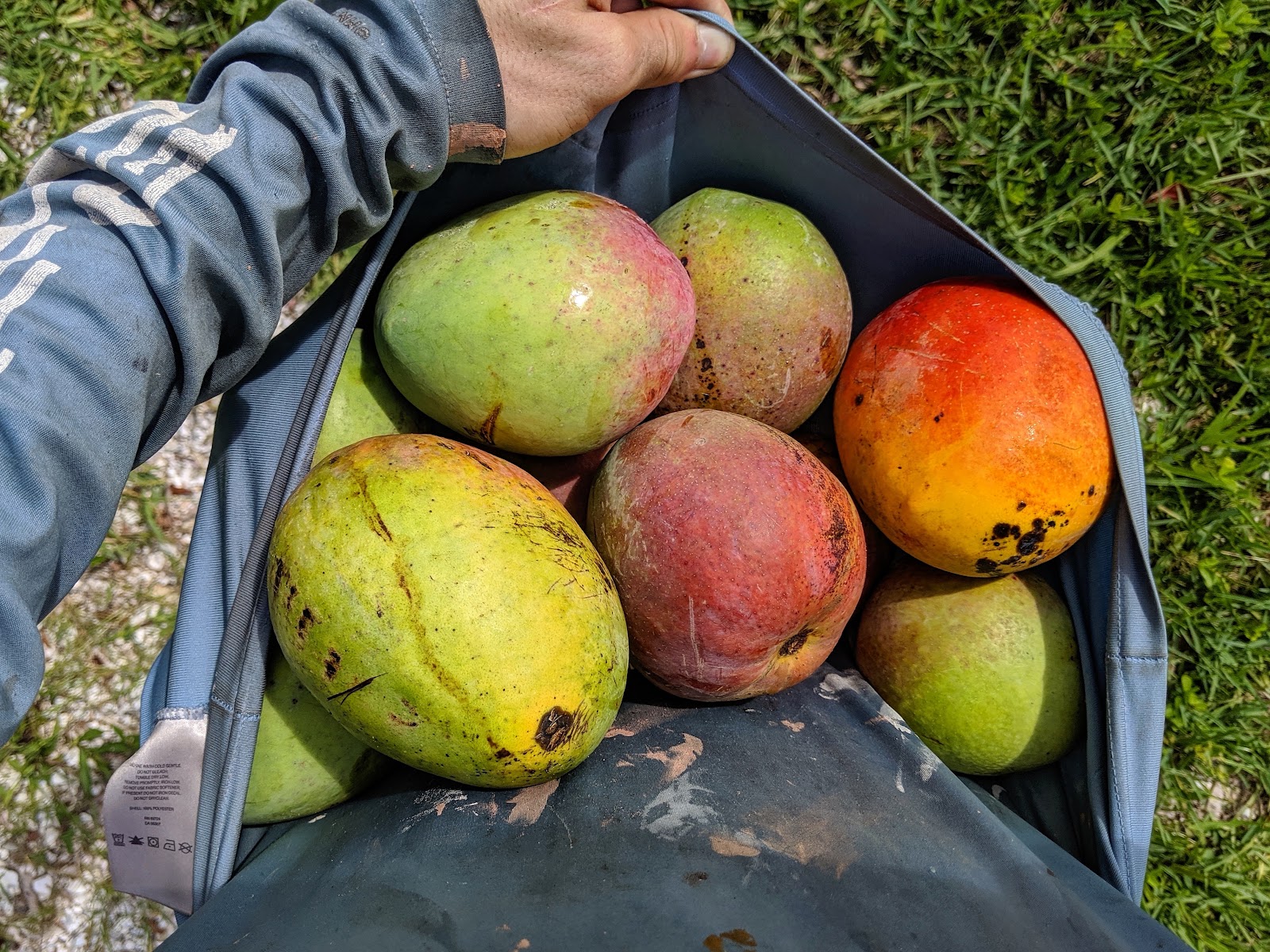 A bag full of freshly picked ripe mangoes, red and green, from the trees on Shellmate Island in Sarasota