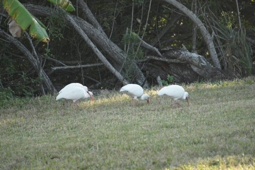 Three white ibis with curved orange bills foraging in the grass under a tree on Shellmate Island, Sarasota