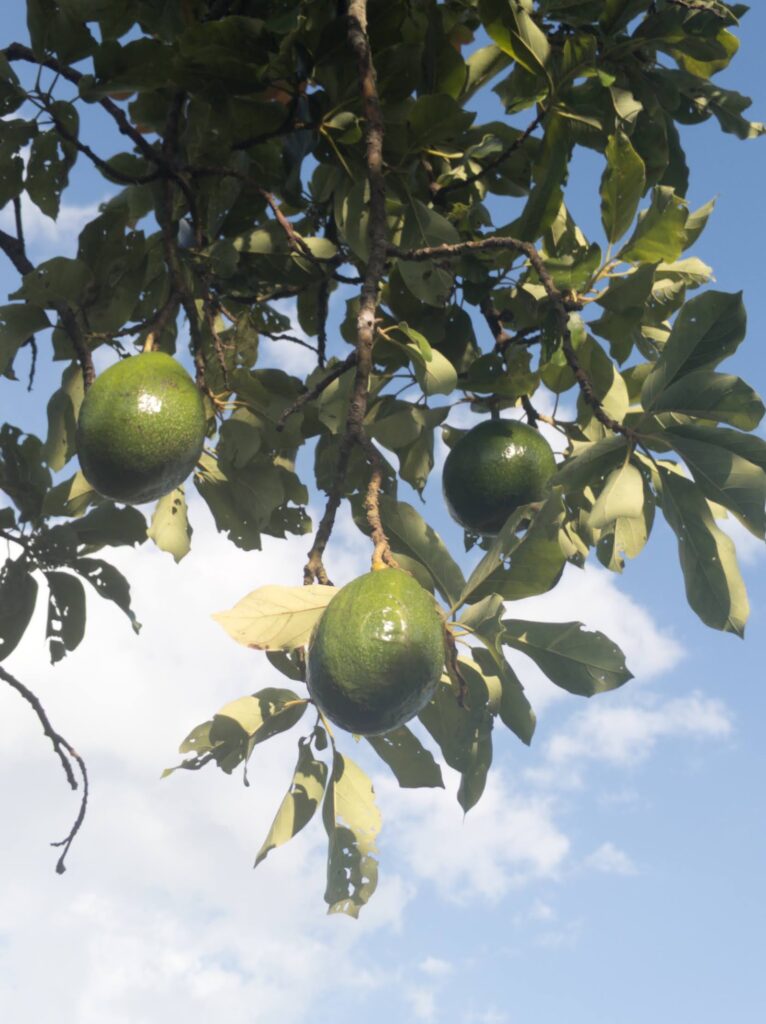 Green avocados hanging from a tree against a blue sky on Shellmate Island in Sarasota